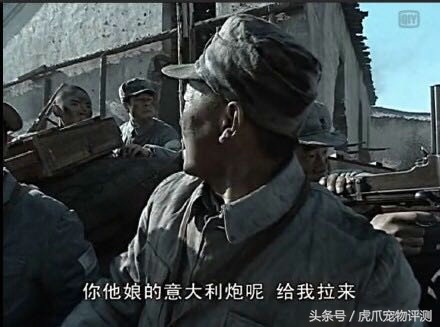 皇家猫粮测评翻车,皇家猫粮幼猫猫粮真实测评