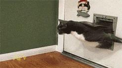 恋爱过程搞笑段子,来谈恋爱的搞笑段子