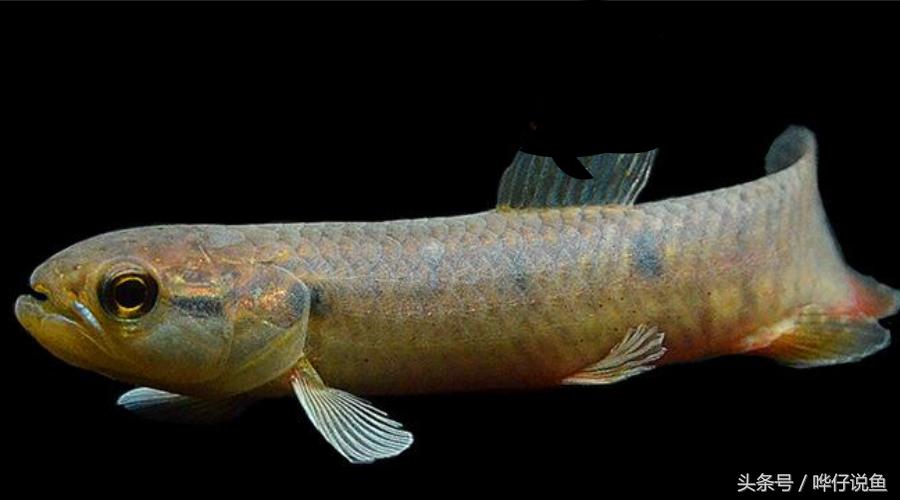 小心被它咬到手！盘点那些变成鱼缸宠物的凶猛河怪（第二季）