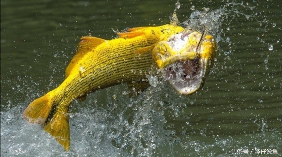 小心被它咬到手！盘点那些变成鱼缸宠物的凶猛河怪（第二季）