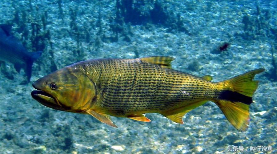 小心被它咬到手！盘点那些变成鱼缸宠物的凶猛河怪（第二季）