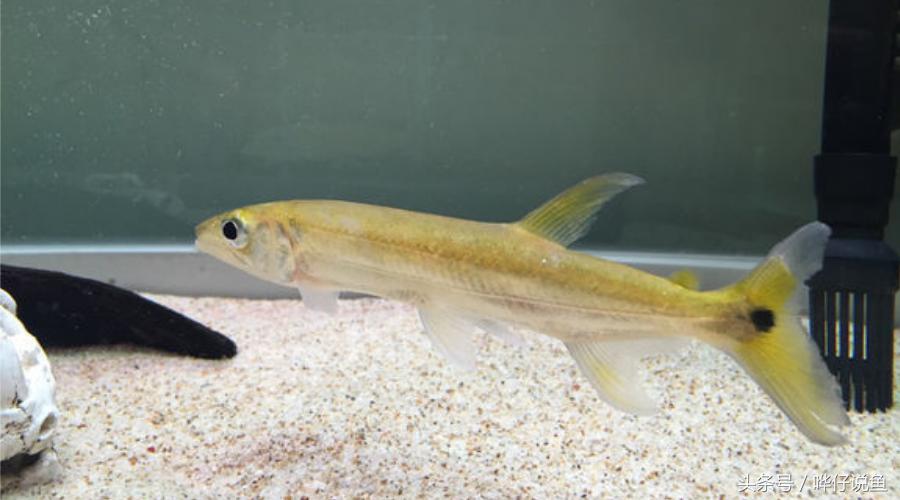 小心被它咬到手！盘点那些变成鱼缸宠物的凶猛河怪（第二季）