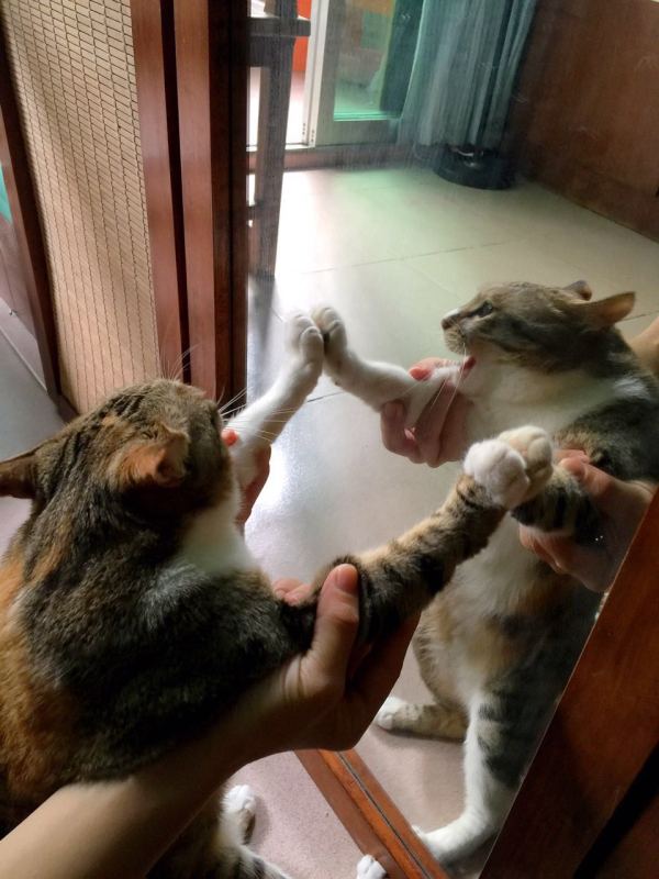 深圳有十几栋房子的90后女房东,90后女孩深圳租房