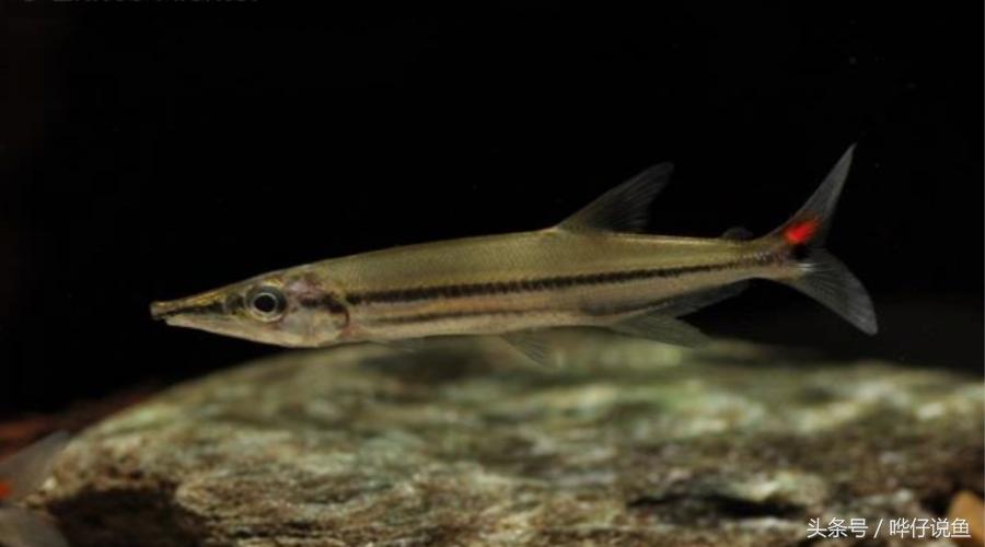 小心被它咬到手！盘点那些变成鱼缸宠物的凶猛河怪（第二季）