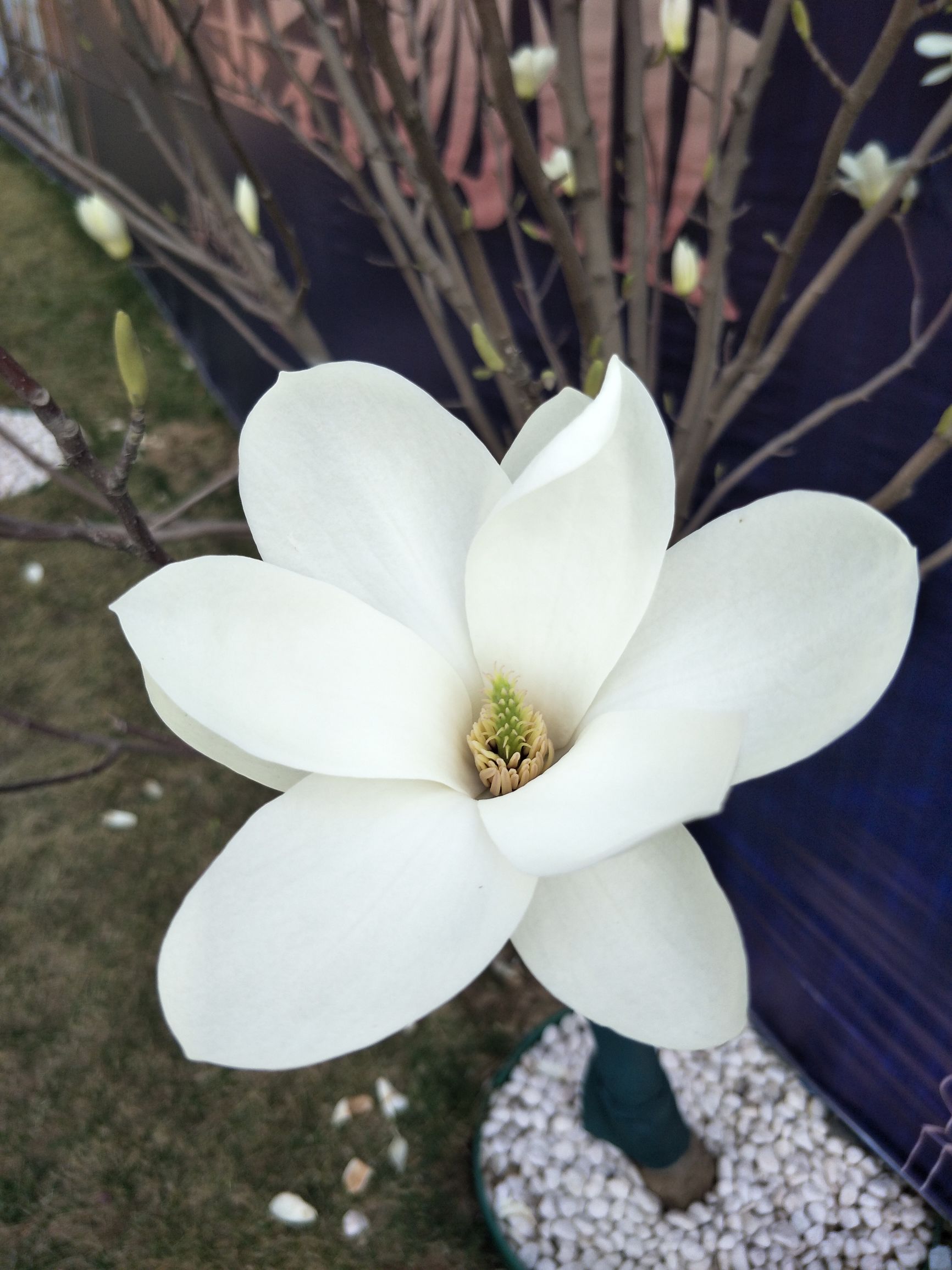 白玉兰洁白孤傲,白玉兰是玉兰中的极品吗