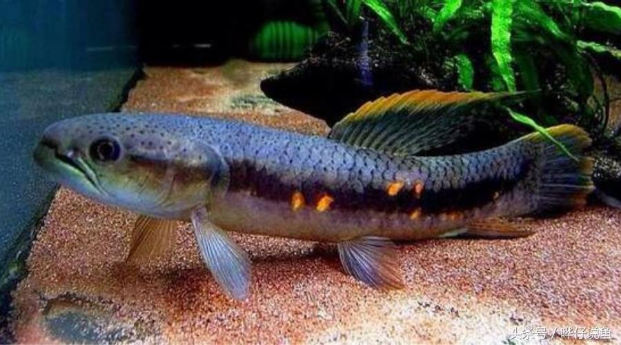 小心被它咬到手！盘点那些变成鱼缸宠物的凶猛河怪（第二季）