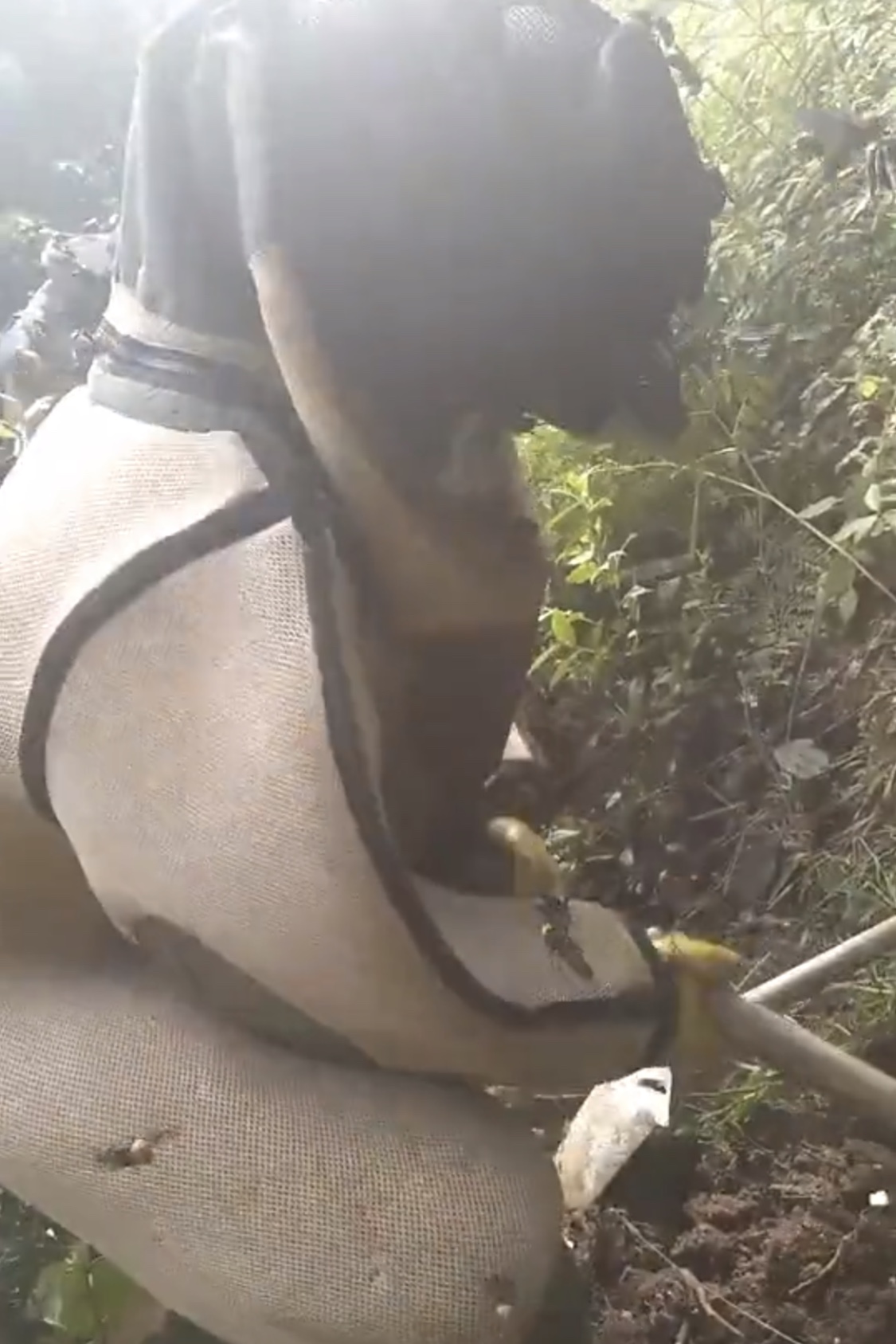 挖虎头蜂出意外,小伙上山采药在山洞里遇到人参