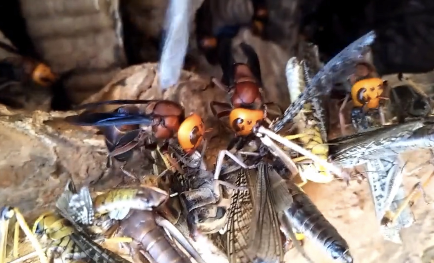 挖虎头蜂出意外,小伙上山采药在山洞里遇到人参