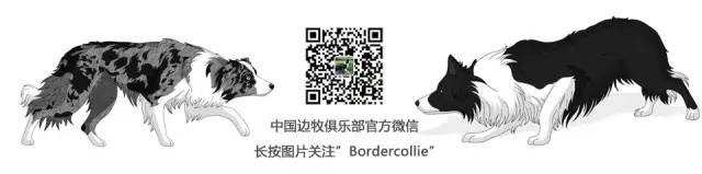 飞盘狗摄影,飞盘狗拍摄