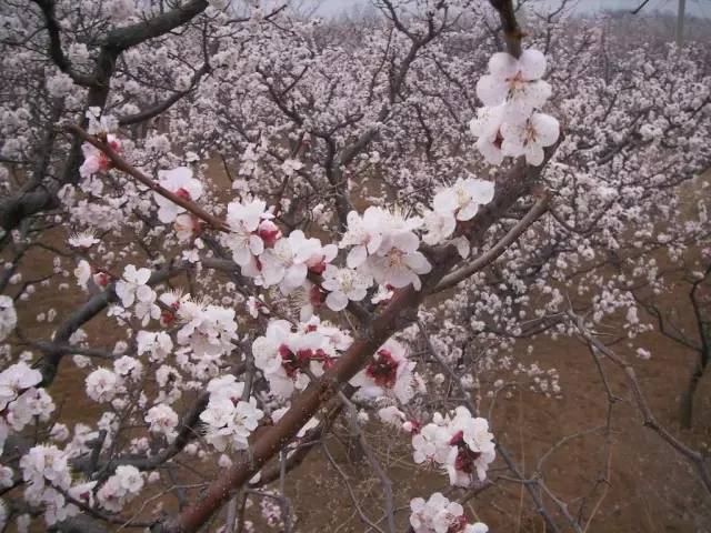 临沂人旅游攻略,临沂人清明去哪玩