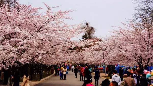 青岛市城事,岛城城事