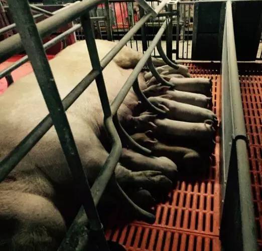 分娩舍的饲喂标准,分娩舍饲养管理