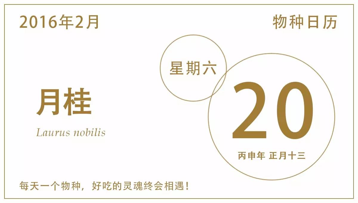 高大上的月桂，就在我们身边