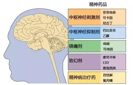 绘制神经系统的生理解剖图,人体骨骼血管神经系统解剖图