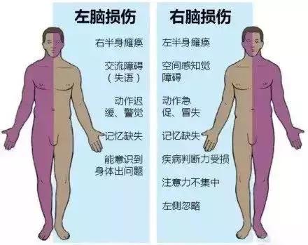 绘制神经系统的生理解剖图,人体骨骼血管神经系统解剖图