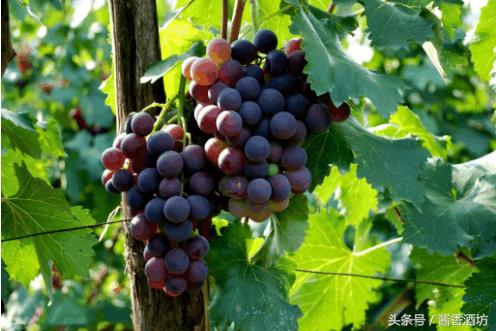 教你快速醒酒的方法最后一招绝了,最简单的醒酒方法