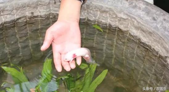 特种养殖致富的视频,特种养殖套路有哪些呢