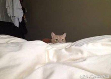 头冷捂头脚冷捂脚，前提是必须经过喵星人同意！