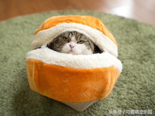 头冷捂头脚冷捂脚，前提是必须经过喵星人同意！