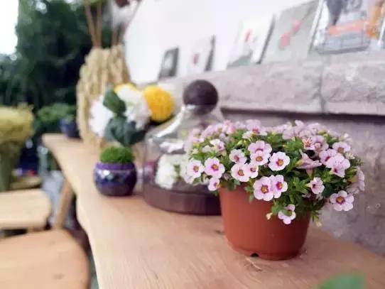 「青岛民宿」一路向北，青岛风光里的精致民宿在此，美的不像话！