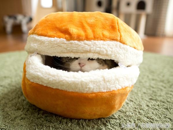 头冷捂头脚冷捂脚，前提是必须经过喵星人同意！