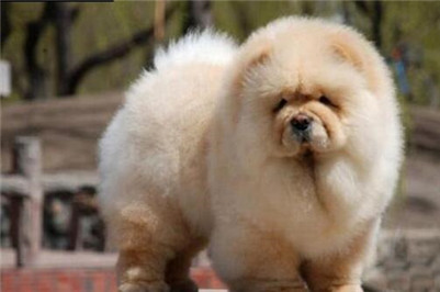 松狮犬怎么选,松狮犬怎么选择品相好