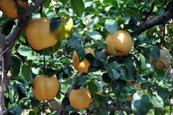 丰水梨是什么样子的,丰水梨是什么品种