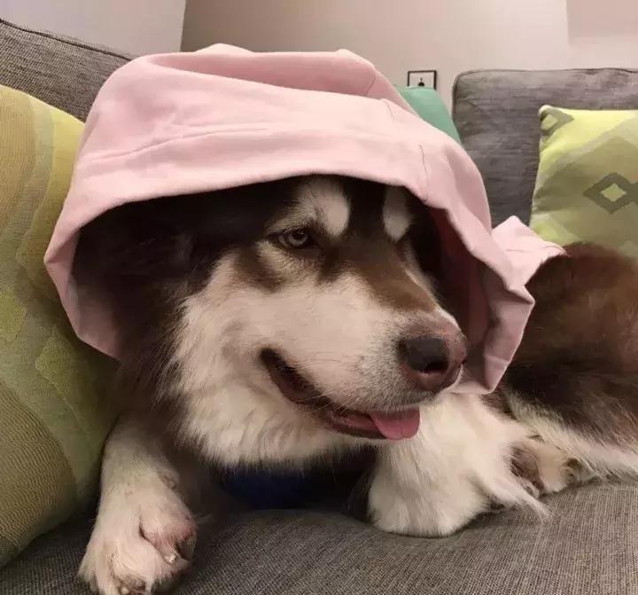 王思聪名媛女友,coco王思聪在一起过吗