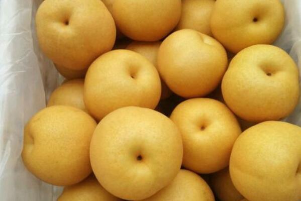 丰水梨是什么样子的,丰水梨是什么品种