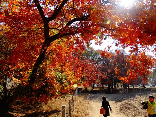 辽宁省沈阳市法库县孟家镇,辽宁省沈阳市法库县杀人事件