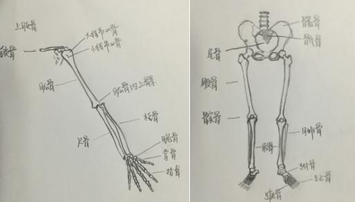 各类四肢骨折的常见病因,骨折体征知识点记忆口诀