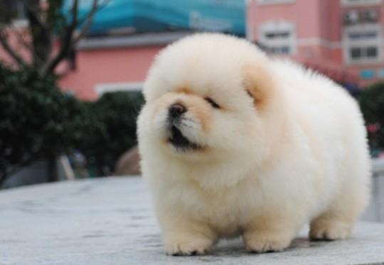 松狮感冒怎么办,松狮犬感冒了吃什么药