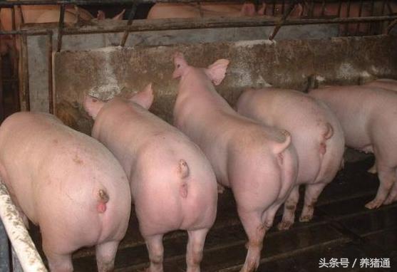 养母猪养单好还是养双好,养母猪好还是养母羊好