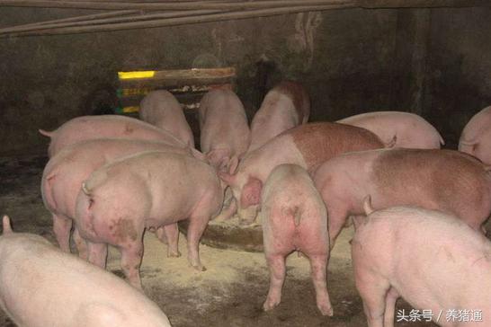 养母猪养单好还是养双好,养母猪好还是养母羊好