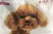 疯狂小狗牌子狗粮属于啥档次,疯狂的小狗和凯锐思哪个狗粮好