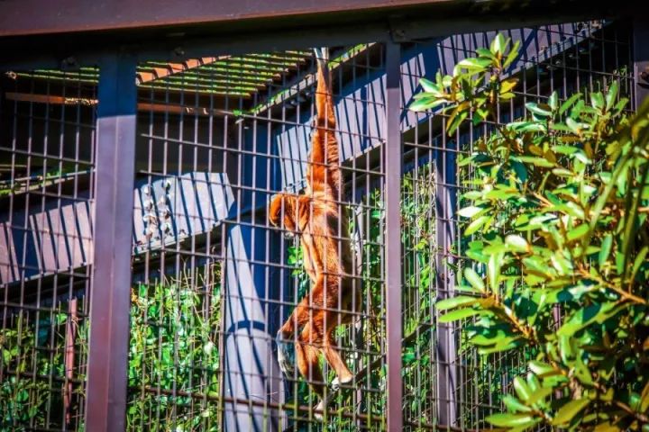 元旦｜做一个现代白领在「日本新年」来临前的谜之淡定