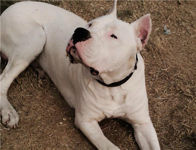 怎么正确挑选一个杜高犬,如何挑选一只好的杜高犬