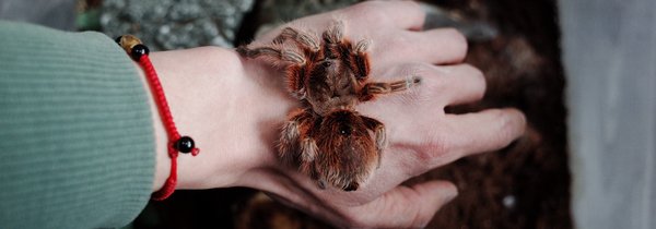 农村很多人不知道的养羊技术,一般人不知道的养殖项目