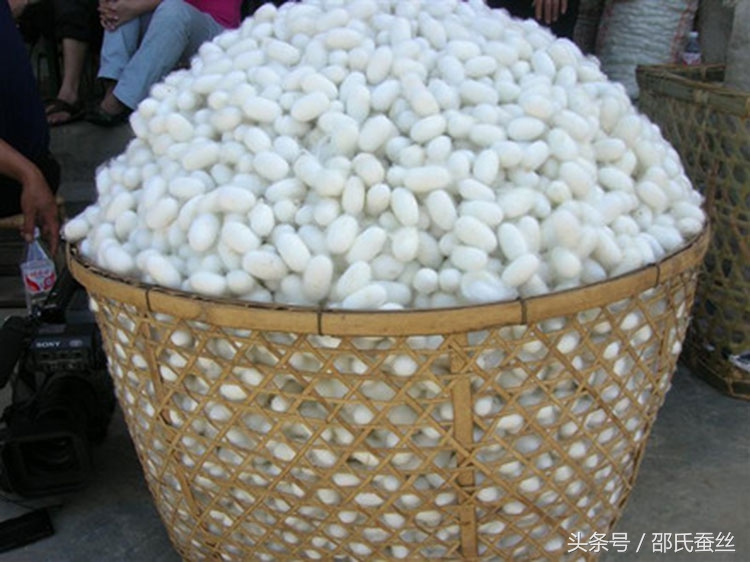 100%桑蚕丝合格品蚕丝被,质量标准100%纯蚕丝被