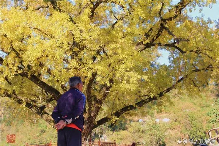 美醉了！了不起的金寨