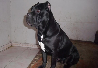 卡斯罗纯种分辨,如何辨别卡斯罗是公的母的