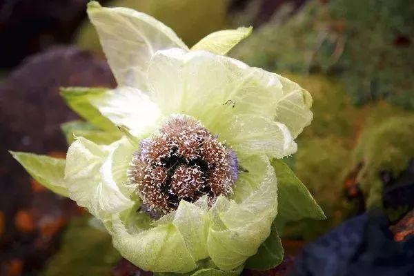 纸巾分辨真蜂蜜,四种方法教你辨别真假蜂蜜