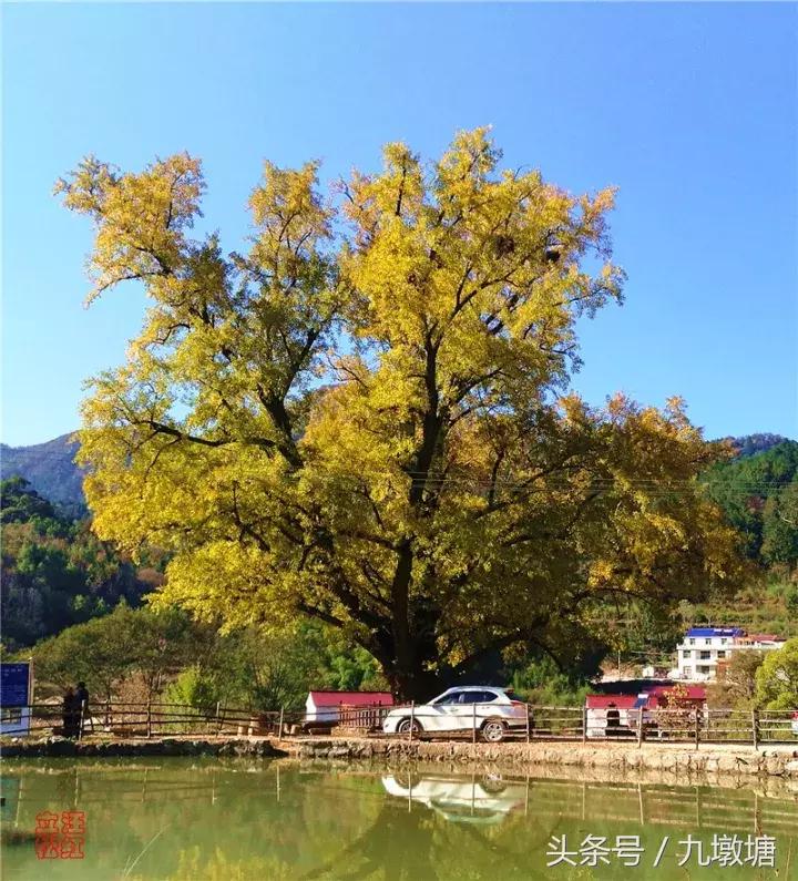 美醉了！了不起的金寨