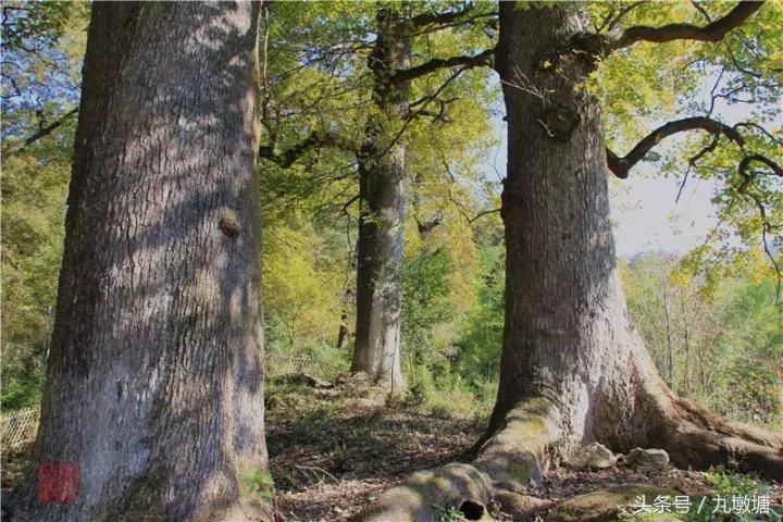 美醉了！了不起的金寨