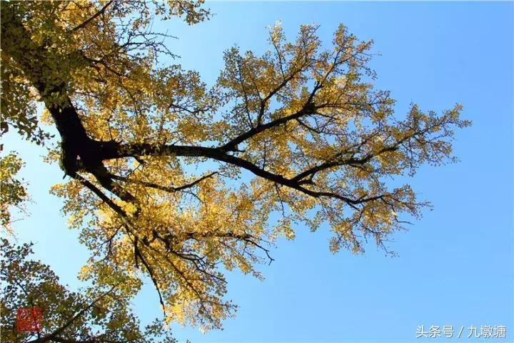 美醉了！了不起的金寨