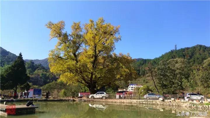 美醉了！了不起的金寨