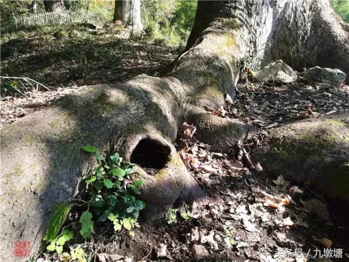 美醉了！了不起的金寨