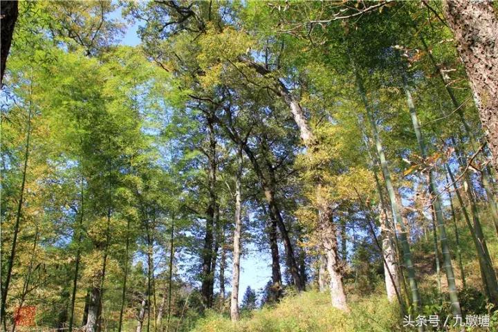 美醉了！了不起的金寨