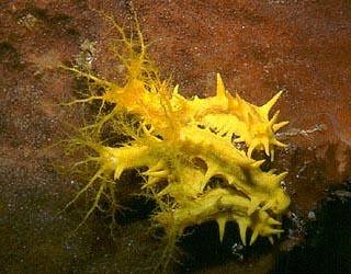 海参有几种颜色的,海参不同的颜色