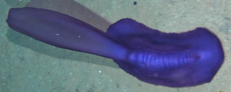 海参有几种颜色的,海参不同的颜色